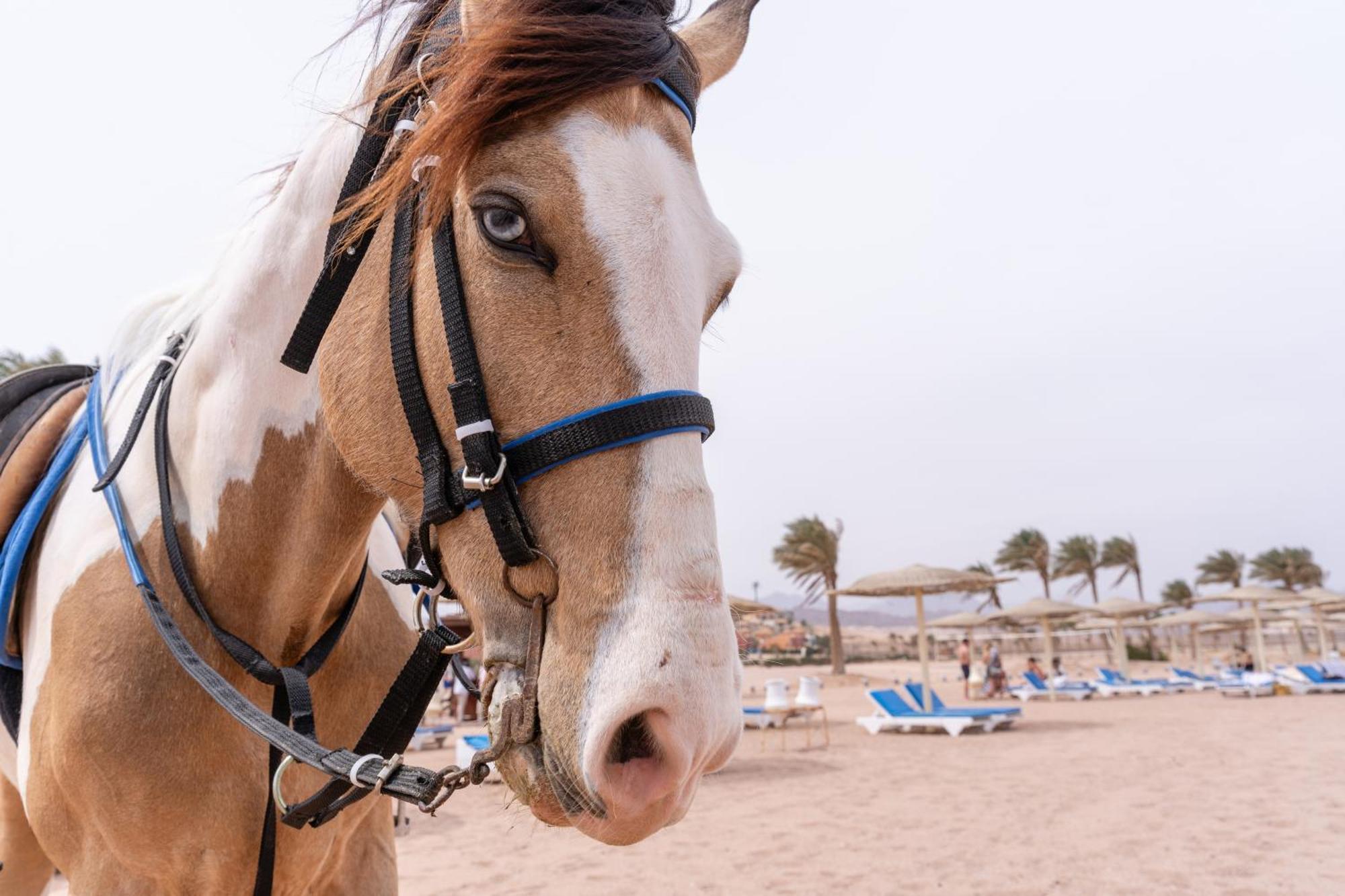 Faraana Height Aqua Park Resort Sharm el-Sheikh Luaran gambar